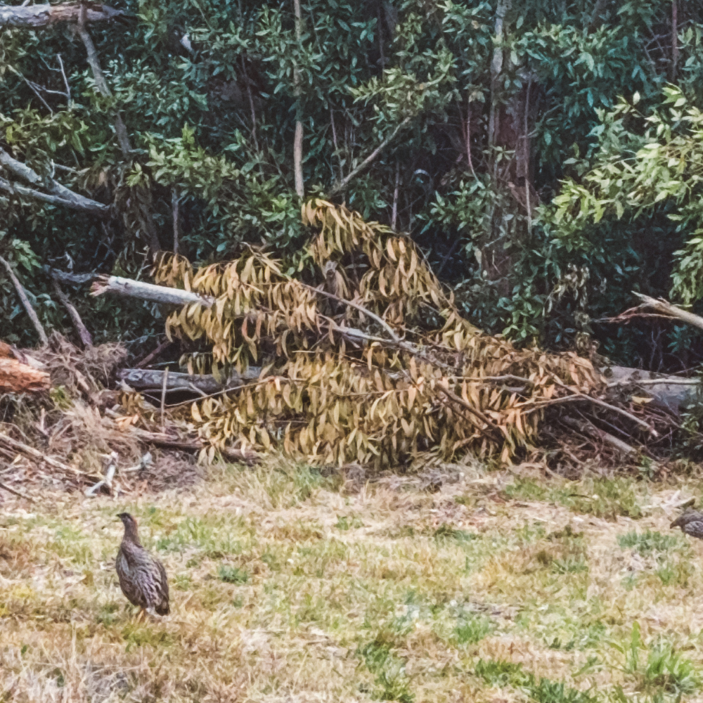 Mauna Loa Lookout Nene