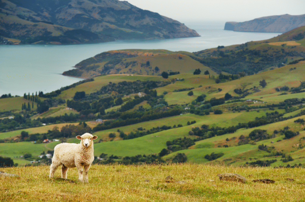 New Zealand WHV