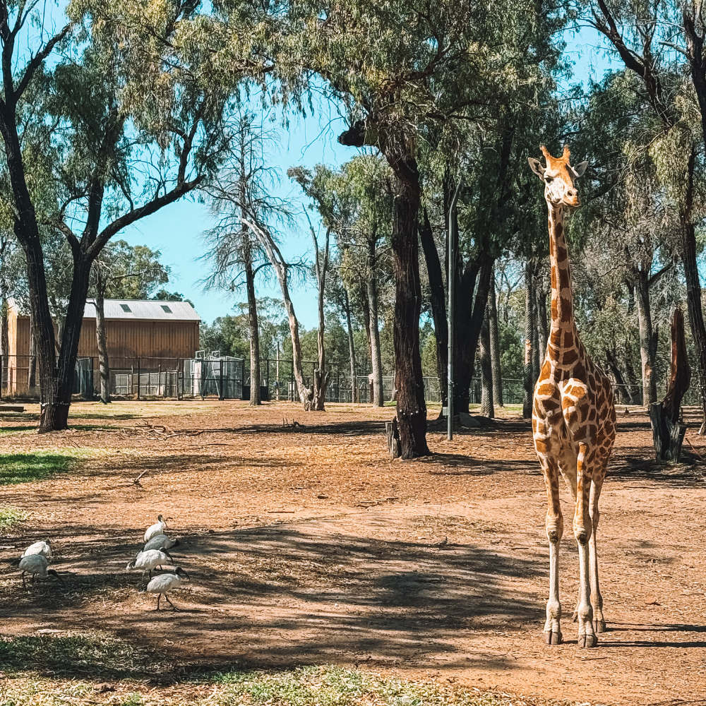 Western Plains Taronga Zoo 2