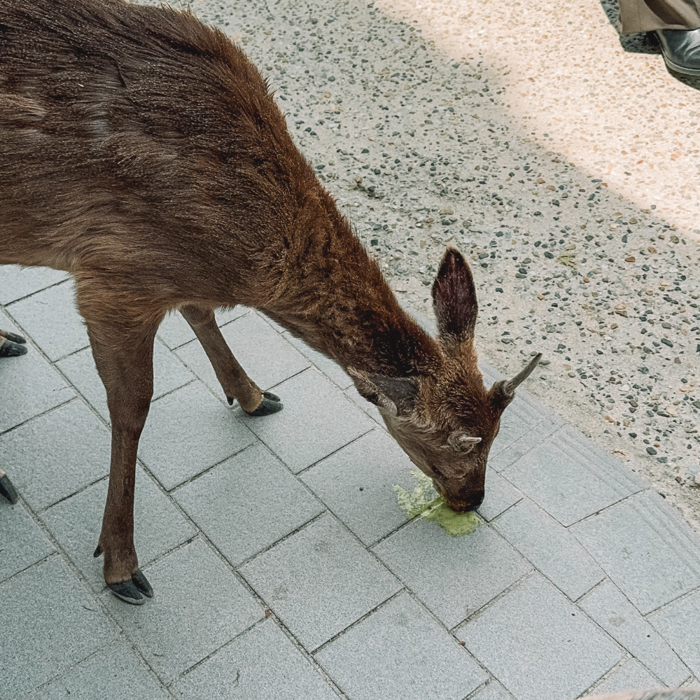 Deer of Miyajima
