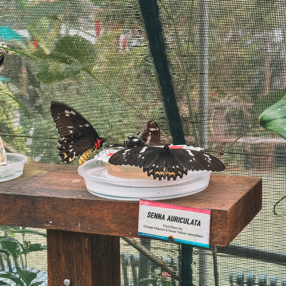 Australian Butterfly Sanctuary - Butterflies