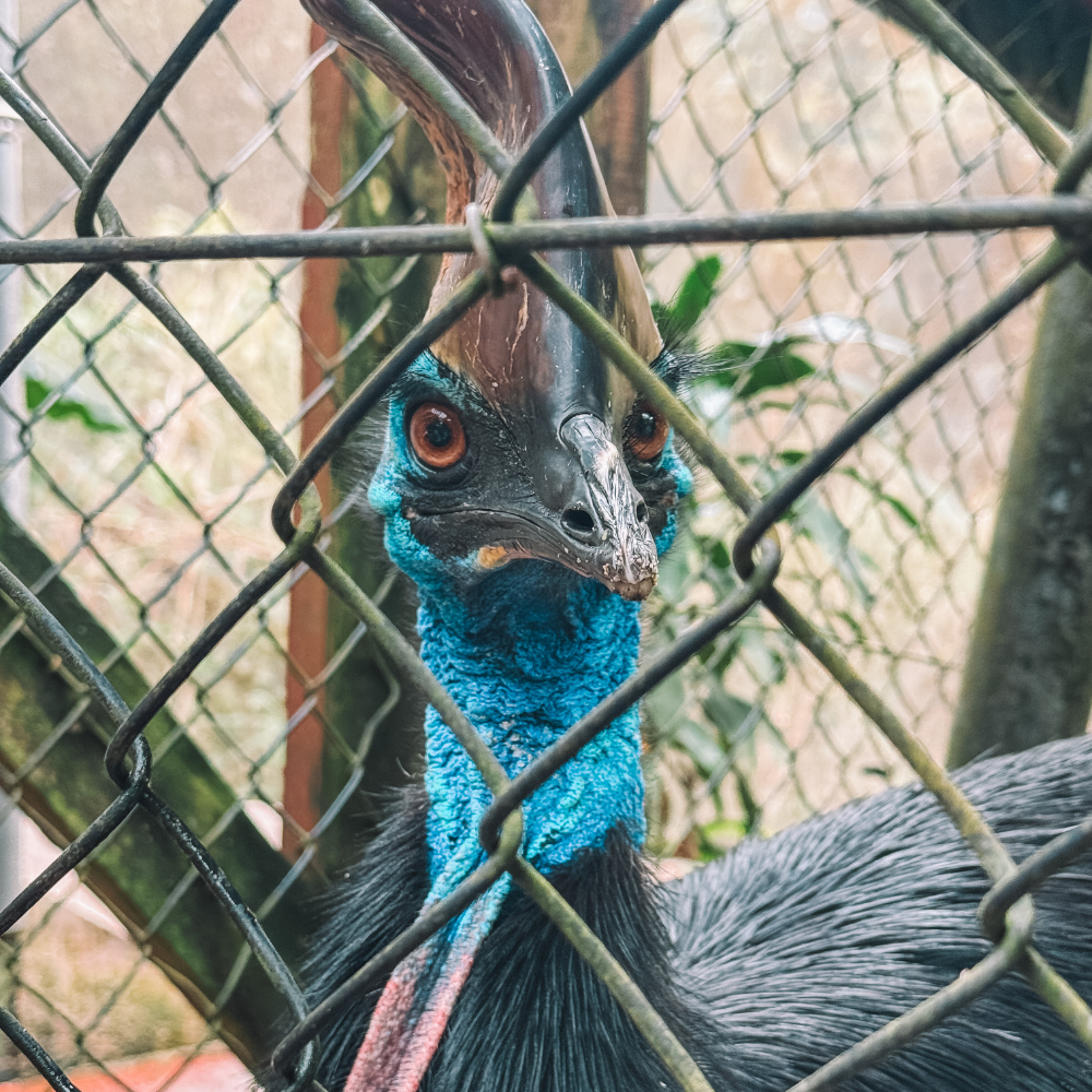 Birdworld Kuranda - Cassowary