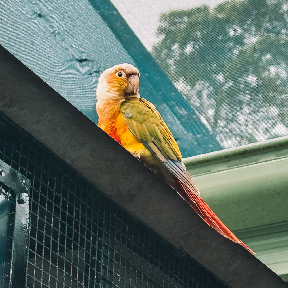 Birdworld Kuranda - Parrot