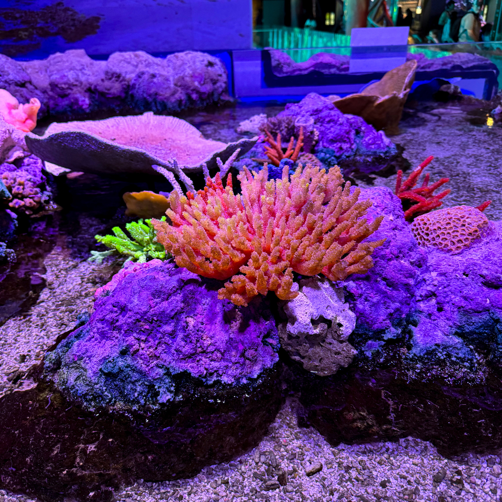 Cairns Aquarium - Corals