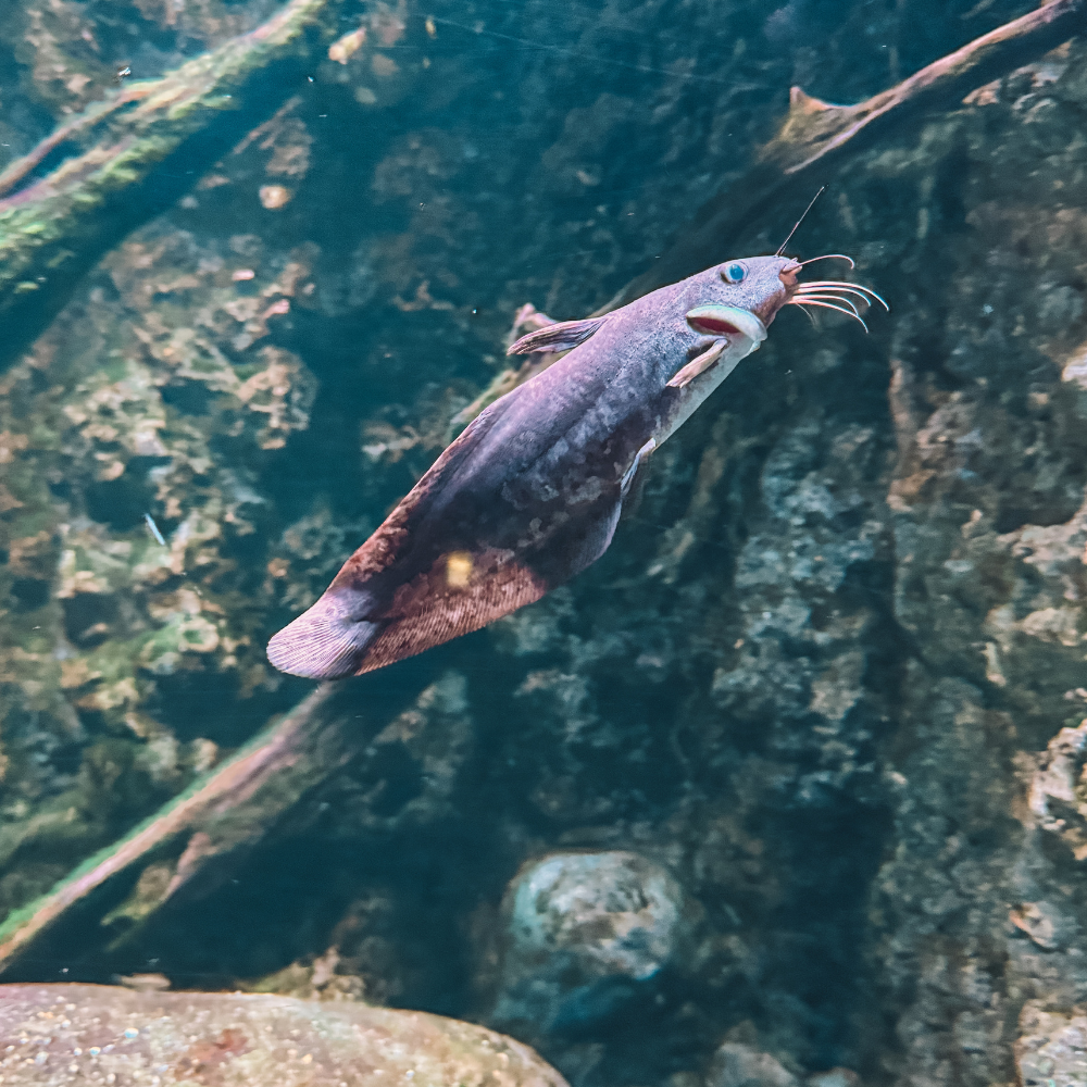 Cairns Aquarium - Eel Finned Catfish