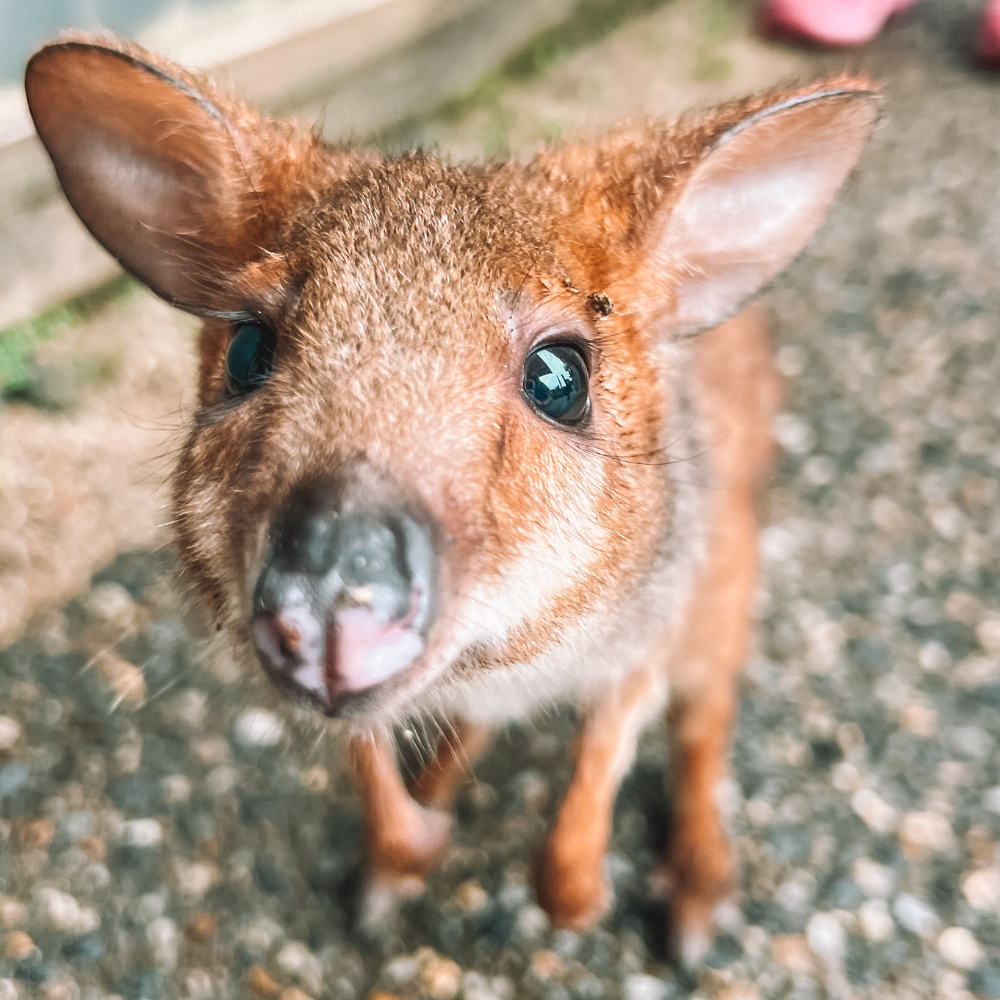 Kuranda Koala Gardens - Baby Wallaby